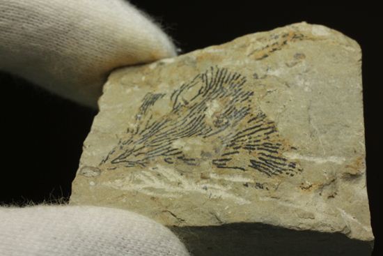 示準化石をコレクションしませんか?オクラホマ州産絶滅生物、筆石(Graputus)(その7)