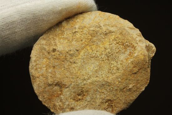 新生代第3紀の重要示準化石です！貨幣石ヌムリテス(Nummulites oosteri)（その1）