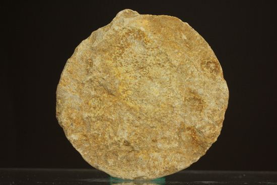 新生代第3紀の重要示準化石です！貨幣石ヌムリテス(Nummulites oosteri)（その2）