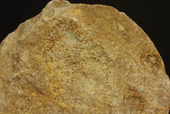 新生代第3紀の重要示準化石です！貨幣石ヌムリテス(Nummulites oosteri)（その3）