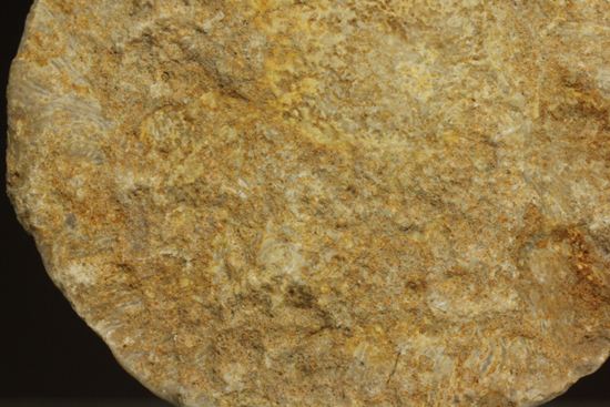 新生代第3紀の重要示準化石です！貨幣石ヌムリテス(Nummulites oosteri)（その4）