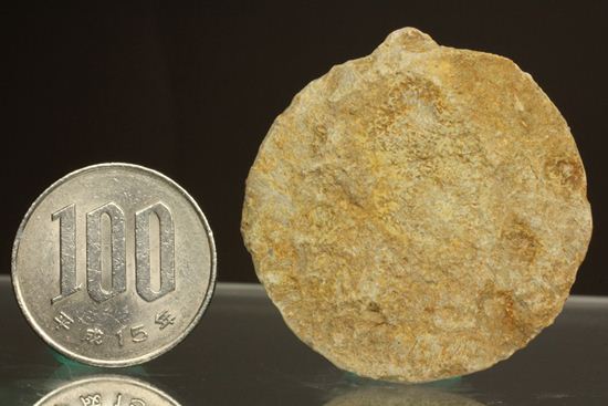 新生代第3紀の重要示準化石です！貨幣石ヌムリテス(Nummulites oosteri)（その5）