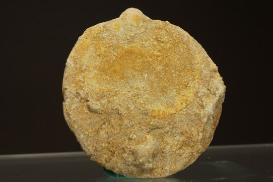 新生代第3紀の重要示準化石です！貨幣石ヌムリテス(Nummulites oosteri)（その6）