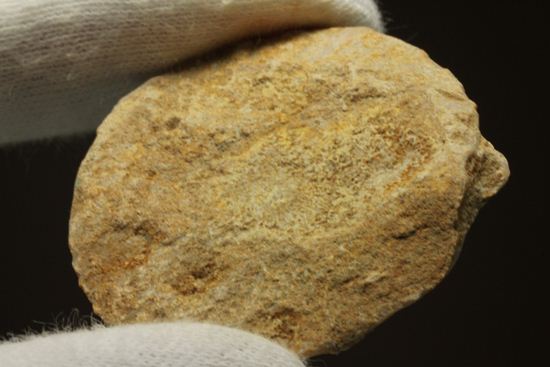 新生代第3紀の重要示準化石です！貨幣石ヌムリテス(Nummulites oosteri)（その7）