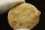 新生代第3紀の重要示準化石です！貨幣石ヌムリテス(Nummulites oosteri)