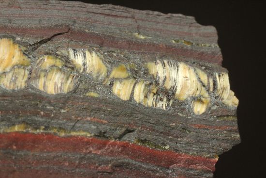 超レア！35億年前の黄金に光るストロマトライト(Stromatolite)（その10）