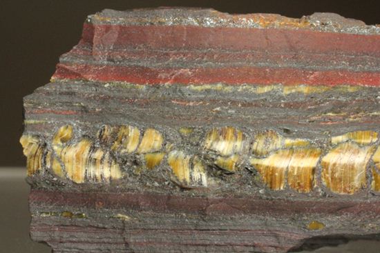 超レア！35億年前の黄金に光るストロマトライト(Stromatolite)（その4）