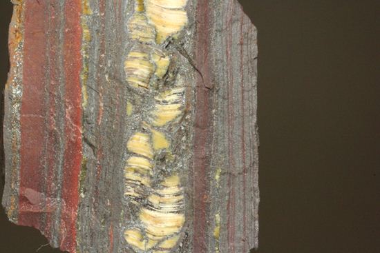 超レア！35億年前の黄金に光るストロマトライト(Stromatolite)（その7）