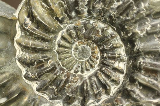 まるで、螺旋階段のようなアンモナイト！ドイツ産プレユーロセラス(Pleuroceras sp.)（その4）