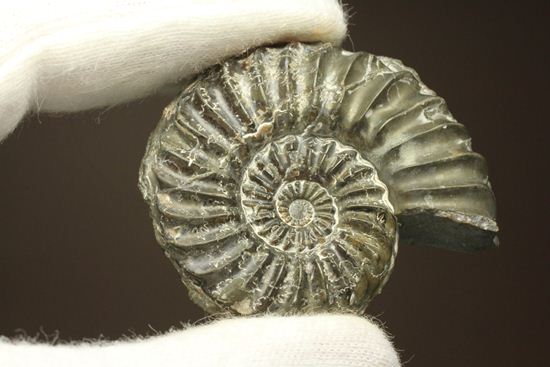 まるで、螺旋階段のようなアンモナイト！ドイツ産プレユーロセラス(Pleuroceras sp.)（その5）