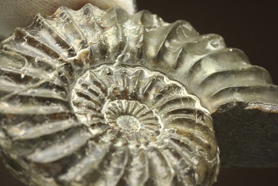 まるで、螺旋階段のようなアンモナイト！ドイツ産プレユーロセラス