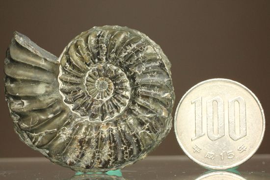 まるで、螺旋階段のようなアンモナイト！ドイツ産プレユーロセラス(Pleuroceras sp.)（その7）