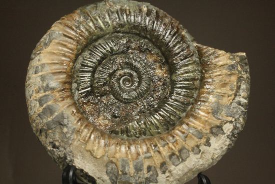 アンモナイト典型種!ヘビ石こと、イギリス産ダクチリオセラスアンモナイト(Dactylioceras sp.)(その1)