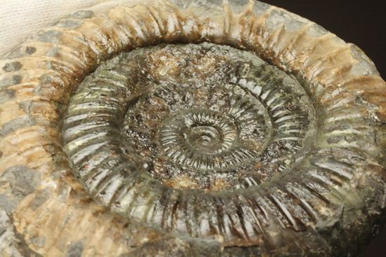 アンモナイト典型種!ヘビ石こと、イギリス産ダクチリオセラスアンモナイト(Dactylioceras sp.)(その10)