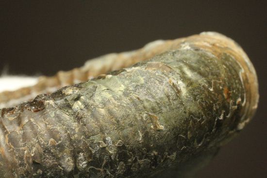 アンモナイト典型種!ヘビ石こと、イギリス産ダクチリオセラスアンモナイト(Dactylioceras sp.)(その11)