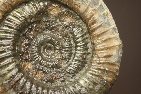 アンモナイト典型種!ヘビ石こと、イギリス産ダクチリオセラスアンモナイト(Dactylioceras sp.)(その12)