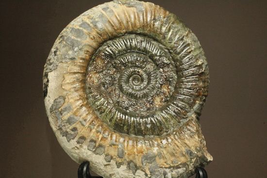 アンモナイト典型種!ヘビ石こと、イギリス産ダクチリオセラスアンモナイト(Dactylioceras sp.)(その2)