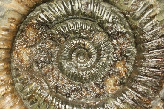 アンモナイト典型種!ヘビ石こと、イギリス産ダクチリオセラスアンモナイト(Dactylioceras sp.)(その4)