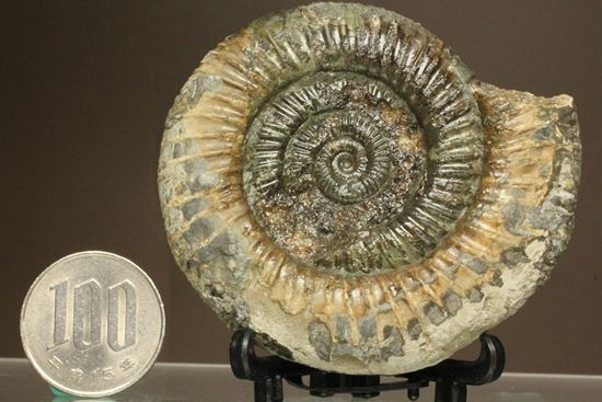 アンモナイト典型種!ヘビ石こと、イギリス産ダクチリオセラスアンモナイト(Dactylioceras sp.)(その5)