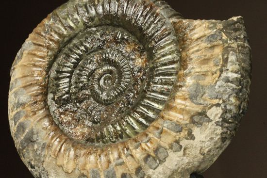 アンモナイト典型種!ヘビ石こと、イギリス産ダクチリオセラスアンモナイト(Dactylioceras sp.)(その6)