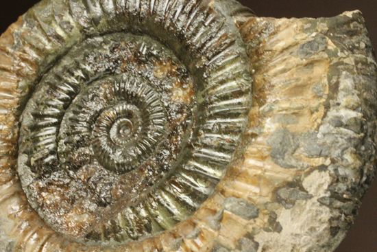 アンモナイト典型種!ヘビ石こと、イギリス産ダクチリオセラスアンモナイト(Dactylioceras sp.)(その7)