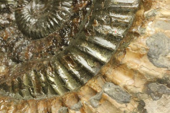 アンモナイト典型種!ヘビ石こと、イギリス産ダクチリオセラスアンモナイト(Dactylioceras sp.)(その8)