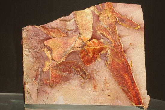 2億5500万年前の植物化石!大陸移動説の証拠となった古生代ペルム紀のグロッソプテリス(その1)