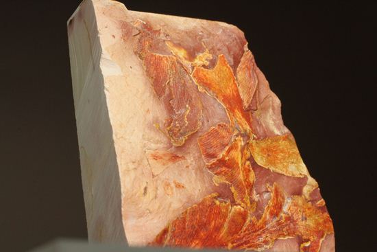 2億5500万年前の植物化石!大陸移動説の証拠となった古生代ペルム紀のグロッソプテリス(その10)