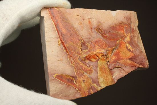 2億5500万年前の植物化石!大陸移動説の証拠となった古生代ペルム紀のグロッソプテリス(その11)