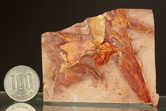 2億5500万年前の植物化石!大陸移動説の証拠となった古生代ペルム紀のグロッソプテリス(その12)