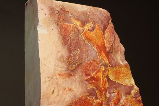 2億5500万年前の植物化石!大陸移動説の証拠となった古生代ペルム紀のグロッソプテリス(その13)