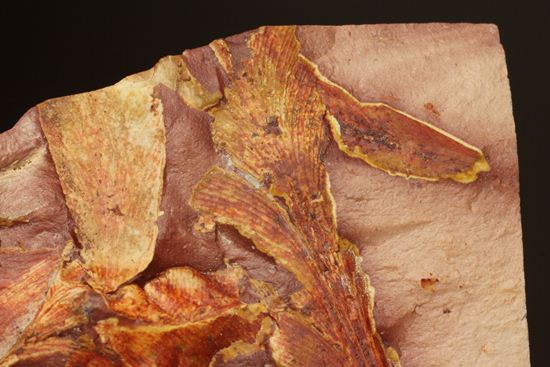 2億5500万年前の植物化石！大陸移動説の証拠となった古生代ペルム紀のグロッソプテリス（その2）