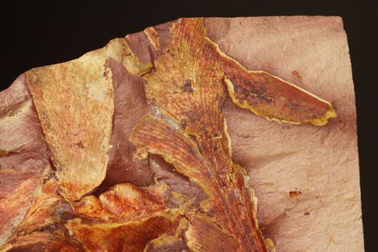 2億5500万年前の植物化石!大陸移動説の証拠となった古生代ペルム紀のグロッソプテリス(その2)