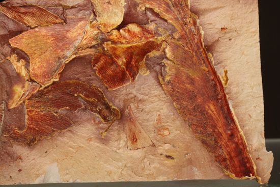 2億5500万年前の植物化石!大陸移動説の証拠となった古生代ペルム紀のグロッソプテリス(その3)