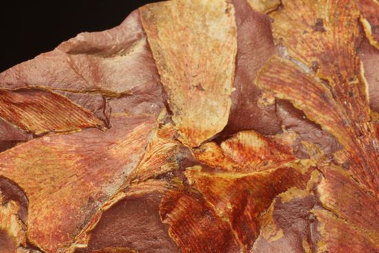 2億5500万年前の植物化石!大陸移動説の証拠となった古生代ペルム紀のグロッソプテリス(その4)