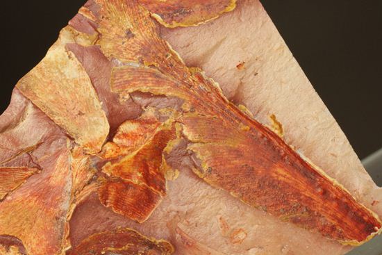 2億5500万年前の植物化石!大陸移動説の証拠となった古生代ペルム紀のグロッソプテリス(その5)
