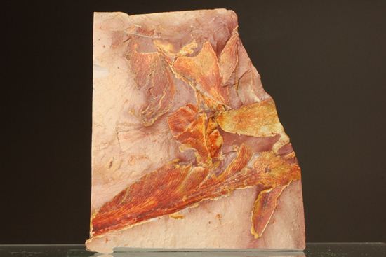 2億5500万年前の植物化石!大陸移動説の証拠となった古生代ペルム紀のグロッソプテリス(その6)