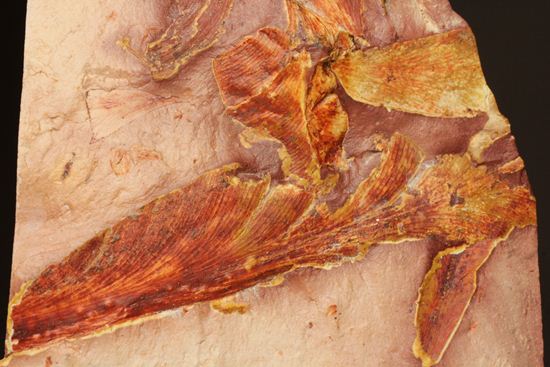 2億5500万年前の植物化石!大陸移動説の証拠となった古生代ペルム紀のグロッソプテリス(その7)