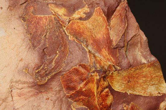 2億5500万年前の植物化石!大陸移動説の証拠となった古生代ペルム紀のグロッソプテリス(その8)