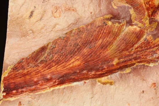 2億5500万年前の植物化石!大陸移動説の証拠となった古生代ペルム紀のグロッソプテリス(その9)