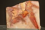 2億5500万年前の植物化石！大陸移動説の証拠となった古生代ペルム紀のグロッソプテリス