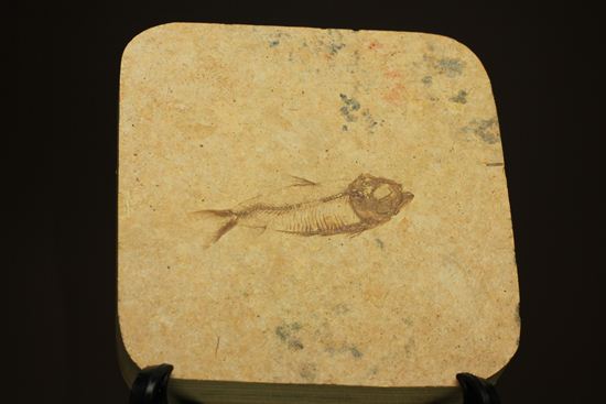 アメリカ魚化石、ゴシウテクティス(Gosiutichthys)（その1）