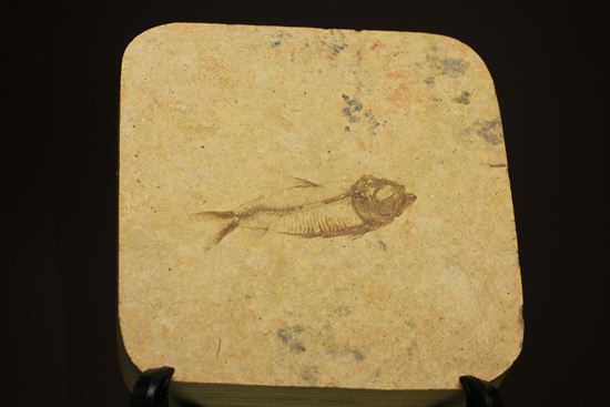アメリカ魚化石、ゴシウテクティス(Gosiutichthys)(その1)
