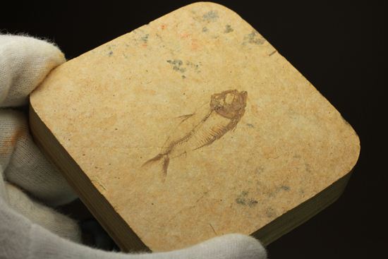 アメリカ魚化石、ゴシウテクティス(Gosiutichthys)(その10)