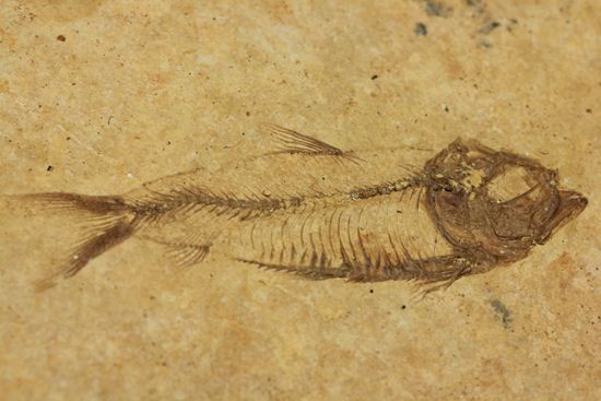 アメリカ魚化石、ゴシウテクティス(Gosiutichthys)（その2）