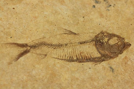 アメリカ魚化石、ゴシウテクティス(Gosiutichthys)(その2)
