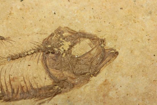 アメリカ魚化石、ゴシウテクティス(Gosiutichthys)(その3)