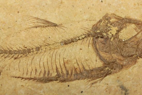アメリカ魚化石、ゴシウテクティス(Gosiutichthys)(その4)