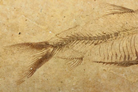 アメリカ魚化石、ゴシウテクティス(Gosiutichthys)(その5)