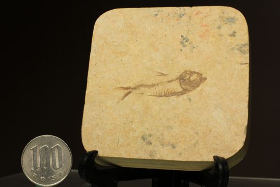 アメリカ魚化石、ゴシウテクティス(Gosiutichthys)(その6)